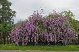 Image result for Komule střídavolisté