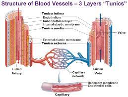 The network of blood vessels in the human body is such that it connects all the organs of the body to the heart. Diagram Blood Vessel Diagram Labeled Full Version Hd Quality Diagram Labeled Evacdiagrams 3dicembre It