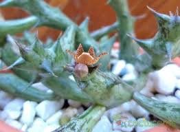 Image result for Orbea schweinfurthii
