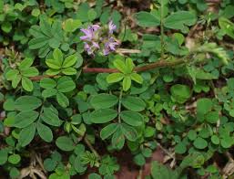 Image result for Indigofera microcarpa