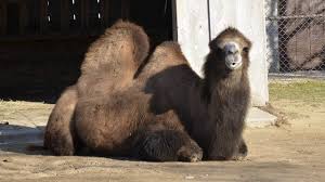 My friend had a camel named joe. Sheela Henry Vilas Zoo Camel With Floppy Hump Dies