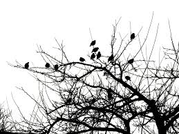 Karena sebuah keberhasilan pelestarian alam itu merupakan tanggung jawab pemerintah. Birds Tree Black Free Photo On Pixabay