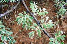 Image result for Acacia welwitschii
