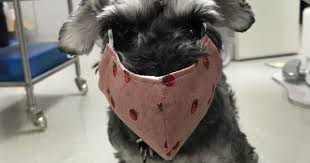 Pin By Scott Pierce On Miniature Schnauzer In 2020 Mini Schnauzer Puppies Mini Schnauzer Schnauzer Puppy