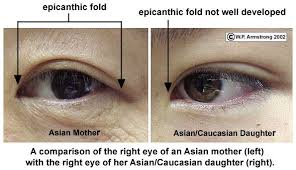 Epicantic Fold Epicanthic Fold Eye Drawing Eye Study