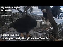 Big bear valley is the 7th most biologically diverse place in the country! Big Bear Eagles Sharing Is Caring Jackie Gets Crunchy Fish Gift On New Years Eve 2020 12 31 Youtube In 2021 Fishing Gifts New Year S Eve 2020 Big Bear