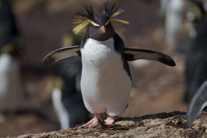 Mga resulta ng larawan para sa Northern Rockhopper Penguin"