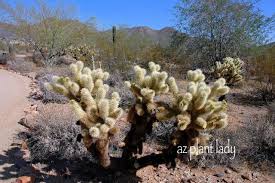 That included those lamps that had the cactus skeleton. Teddy Bear Cholla Archives Ramblings From A Desert Garden