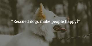 Dog lover, love dogs, dog owner quotes, dog lover, dog owner, i love dogs, dog owner ideas, quotes about dogs friendship, sayings about dogs, phrases about dogs, dog quotes funny, dog quotes cute, dog owner memes, dog owner ideas. 25 Rescue Dogs Quotes Be Kind To Them Enkiquotes