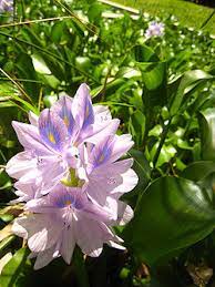 Water Hyacinth Creationwiki The Encyclopedia Of Creation Science