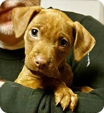 The doberman pit is the result of crossbreeding doberman pinschers with american pit bull terriers. Doberman Pinscher Mixed With Pitbull Cheap Online