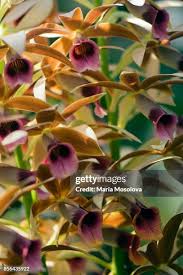 Image result for Phaius occidentalis