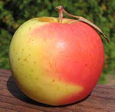There are so many new apple varieties to try! Adam S Apples Lucky Rose Golden