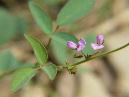 Image result for Desmodium subsecundum