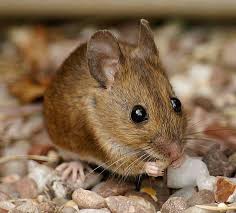 Wood Mouse Pet Mice Cute Animals Animals Wild