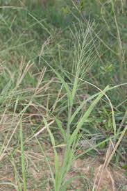 Image result for Leptochloa panicea