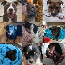 1,121 likes · 4 talking about this · 24 were here. Hope Animal Rescue Of Iowa
