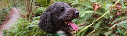 Home Prepared Made From Scratch Dogs And Cat Food All The Best Pet Care