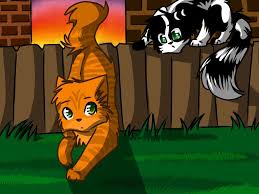 Rustys First Step Warrior Cat Warrior Cats Warrior