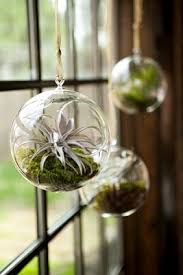 Terrarium In Kitchen Window Omg This Would Be Awesome And Fun To Have Year Round When Cabin Fever Sets In Air Plants Decor Hanging Air Plants Plants