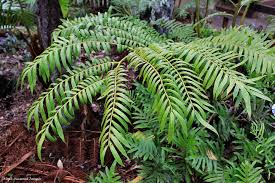 Image result for Ptisana