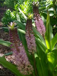 Image result for Vigna comosa