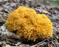 Image result for Cavacoa aurea