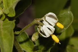 Image result for Solanum chenopodioides