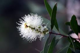 Image result for Melaleuca quinquenervia
