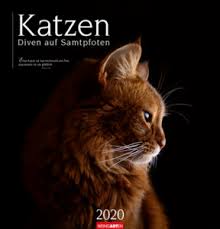 Sie begeistern mit ihrer lustigen art weltweit. 8 August Internationaler Tag Der Katze Athesia Kalenderverlag Gmbh