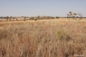 Image result for Aloe cameronii × greatheadii