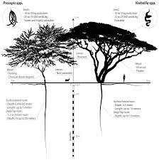 Bushy autumn tree merge dragons / merge dragons sa. Remote Sensing Free Full Text Assessing The Potential Of Sentinel 2 And Pleiades Data For The Detection Of Prosopis And Vachellia Spp In Kenya Html