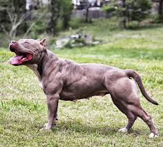 Black And White Pitbull Dog Price 20 Dogs That Use Bully Max Results You Have To See To Believe Pitbulls Pitbull Dog American Pitbull Terrier