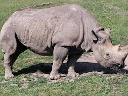 Image result for Rinorea laurentii