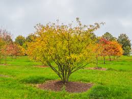 Image result for Zanthoxylum