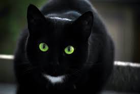 Black Baby Kittens With Green Eyes Green Eye Black Cat Google Search Cute Cat Wallpaper Black Cat Appreciation Day Black Cat