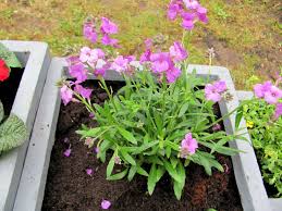 In diesem youtube video zeige ich euch, ab wann welche pflanzen im frühling wieder raus. Ab Wann Kann Man Balkonblumen Pflanzen Gartenbob De Der Garten Ratgeber