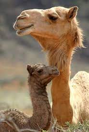 Time do you spend on the internet every day? Depending On The Source Camels Can Live Without Drinking Actual Water Getting Their Hydration From The Plants They Eat For Several Weeks To Up To Seven Months Awwducational