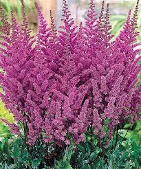 Look What I Found On Zulily Astilbe Purple Rain Flower Set Of Six By Michigan Bulb Company Zulilyfinds No Rain No Flowers Astilbe Spring Hill Nursery