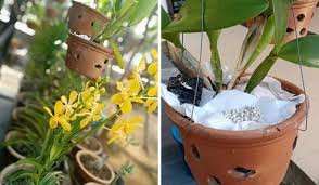 Orkid dendrobium dan cara penjagaan. Jaga Pokok Orkid Untuk Lebih Subur Berbunga Lebat Lagi Mudah Bila Buat Trik Ni Keluarga