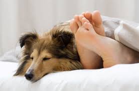 Von der wahl der airline bis zur frage, ob man dem vierbeiner beruhigungsmittel geben soll. Hund Im Bett Schlafen Wieder Abgewohnen Hunde Tipps Und Infos