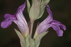 Image result for Dyschoriste multicaulis