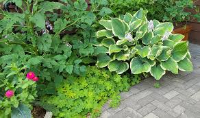 However most likely the assortment of viable perennials in each zone is tiarella, a close relative of heuchera , is a beautiful shade plant that is a perennial in zone 3 and warmer. Gardening In The Shade Umn Extension