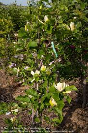 Image result for magnolie sunsation