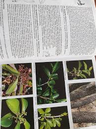 Image result for Synadenium cupulare