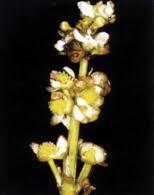 Image result for Limnophyton