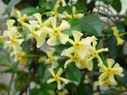 Image result for Trachelospermum