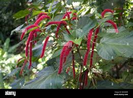 Image result for Acalypha lanceolata