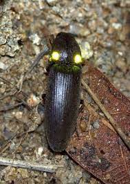 Pin On Moths And Butterflys