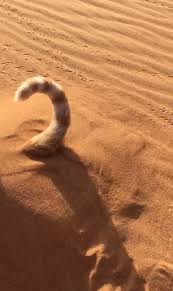 Animasyonlu Fotograf Cute Cats Crazy Cats Best Cat Gifs